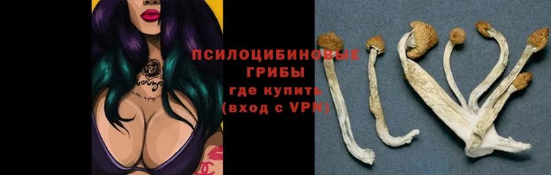 Псилоцибиновые грибы Psilocybe  где найти   Вилючинск 